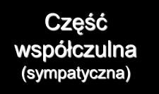 Podział czynnościowy Układ nerwowy Somatyczny częściowo podlega naszej woli sprawuje kontrolę nad mięśniami szkieletowymi odpowiedzialny za doprowadzanie bodźców czuciowych z ekstero- i