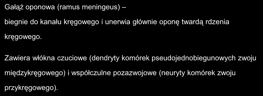 Gałąź oponowa (ramus meningeus) biegnie do kanału kręgowego i unerwia głównie oponę twardą rdzenia kręgowego.