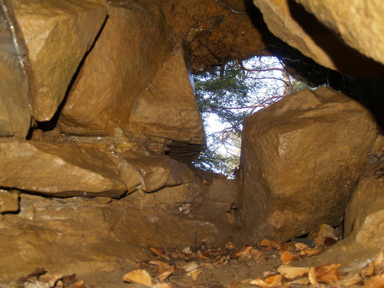 Siedlisko występuje w regionach biogeograficznych alpejskim i kontynentalnym.