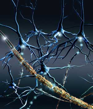 Tkanka nerwowa Zbudowana jest z komórek nerwowych (neuronów) - komórek wyspecjalizowanych w