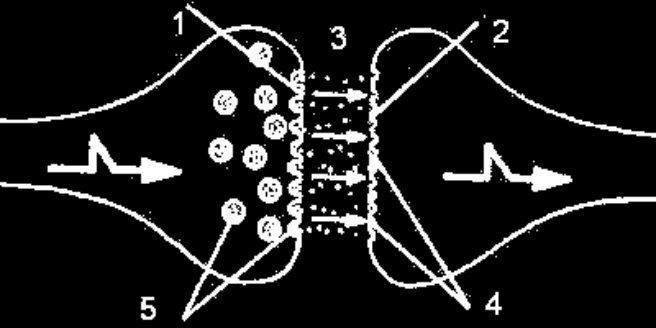 Budowa synapsy Gdy impuls nerwowy osiąga zakończenie neurytu - błonę presynaptyczną (1), do szczeliny synaptycznej (3) otwierają się pęcherzyki synaptyczne