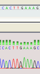 Cechy mtdna heteroplazmia - komórka zawiera setki mitochondriów, a każde z nich 2-10 cząsteczek mtdna - genom mitochondrialny ewoluuje dużo szybciej niż jądrowy, liczba różnic między dwoma ludzkimi