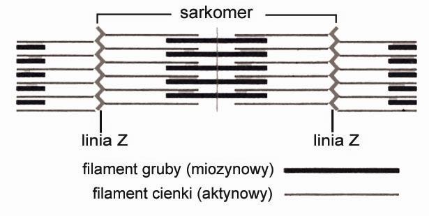 (1 pkt) Na schemacie przedstawiono fragment włókna mięśnia szkieletowego z oznaczoną jednostką funkcjonalną sarkomerem.