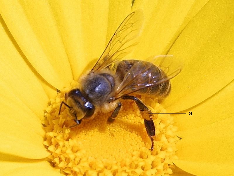 Obszary zastosowań Hipoteza o "języku tańca" pszczół została wysunięta przez Karla Rittera von Frischa 1947 roku.
