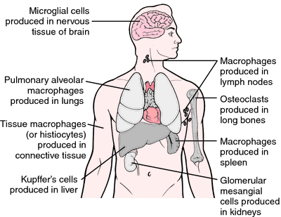 Układ makrofagocytarny (siateczkowo-śródbłonkowy) Mikroglej Makrofagi płucne