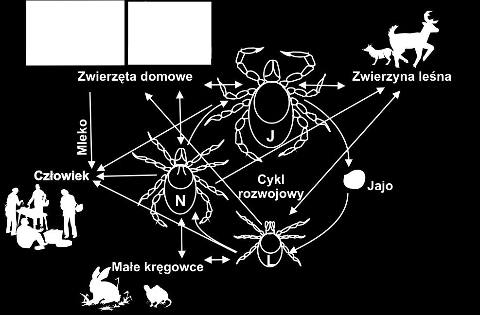 Powiatowy Inspektor