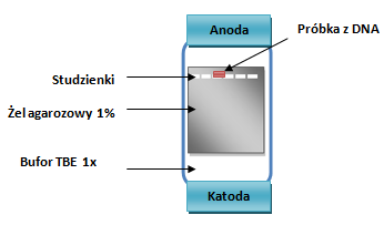 2. Karta pracy 2 odpowiedzi. 1. Uczennica szkoły średniej, Aleksandra, podczas zajęć szkolnych chciała przeprowadzić rozdział elektroforetyczny DNA.