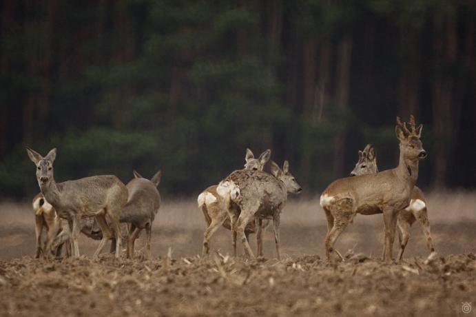 Wpływ polowań na dynamikę populacji Zalecenia z dawnych podręczników łowiectwa w