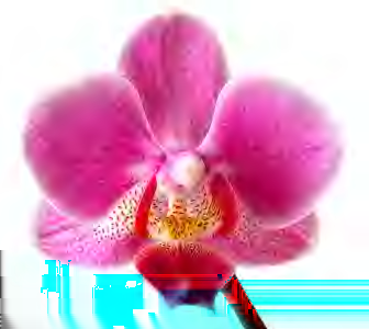 Formaty i techniki DjVuPhoto Przykład JPEG C44 2081 bajtów