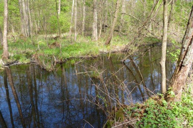 Na terenie rezerwatu występują zbiorowiska szuwarów wielkoturzycowych i szuwarów trawiastych.