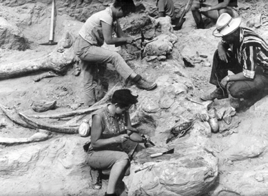 NAJWIĘKSZY OKAZ przywieziony przez polsko-mongolskie wyprawy paleontologiczne z pustyni Gobi to szkielet zauropoda, wielkiego dinozaura roślinożernego wydobyty w 1965 roku w Atan Uła w Dolinie