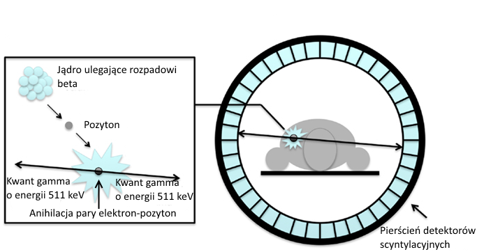 Rysunek 2: Schemat pokazuje zasadę działania pozytonowego tomografu emisyjnego.