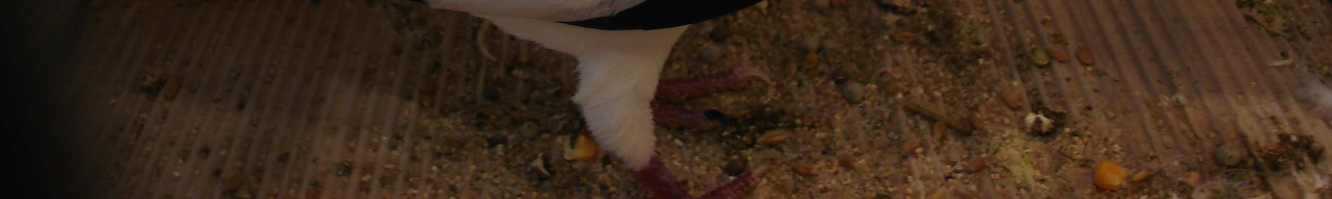 Hodowca gołębi rasowych, drobiu ozdobnego i królików 10(2011) Kolorowe upierzenie turyńskich bocianów występuje w następujących barwach: czarnym, czerwonym, żółtym, niebieskim oraz niebieskopłowym.