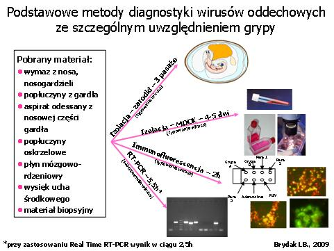 nadal krążą w przyrodzie, powodując nie tylko zgony wśród ludzi ale i miliardowe straty ekonomiczne w hodowli (1,4). Wirus A/H5N1/ był rejestrowany w 15 krajach.