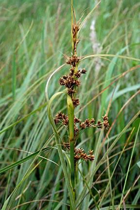 buxbaumii, Schoenetum nigricantis)