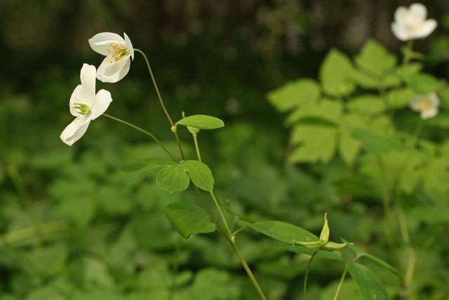 9170 Grąd środkowoeuropejski i subkontynentalny (Galio-Carpinetum,