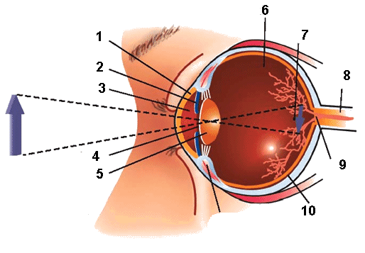 Mechanizm widzenia 11 1-rogówka, 2-tęczówka, 3-ciecz wodnista, 4-źrenica, 5-soczewka,