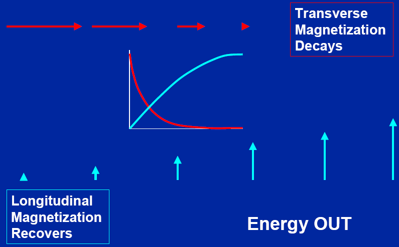 Ewolucja magnetyzacji B 0 z M 0 Y T 1 X T 2 1. Impuls RF 90 (wzbudzenie dostarczenie energii) 2.