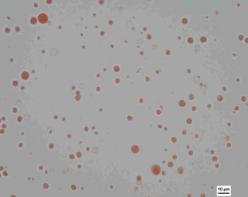 Naturalna emulsja tłuszczu 7 MFGM MFGM milk fat globule membrane Grubość otoczki około 10 µm + 20- krotnie grubsza warstwa