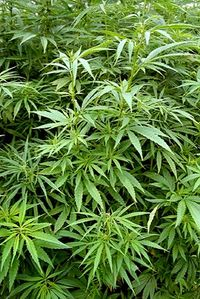 Do grupy tej zalicza się morwę (Morus) i figowca (Ficus).