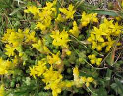 Klasa Magnoliopsida (=Dicotyledones) dwuliścienne Rząd Saxifragales skalnicowce Przewaga form zielnych o kwiatach promienistych, pięciokrotnych z dobrze wykształconym kielichem i koroną.