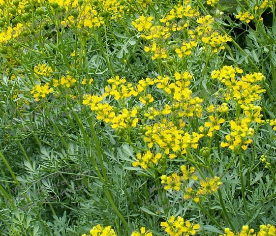 Klasa Magnoliopsida (=Dicotyledones) dwuliścienne Rząd Rutales rutowce Ok.