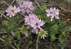 Klasa Magnoliopsida (=Dicotyledones) dwuliścienne Rząd Fabales strączkowce Jedna rodzina motylkowate (Fabaceae = Papilionaceae) ok.