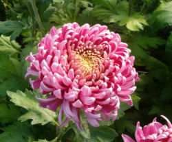 Klasa Magnoliopsida (=Dicotyledones) dwuliścienne Rząd Asterales astrowce Jedna rodzina złożonych (Asteraceae = Compositae) ok. 25 000 gat.