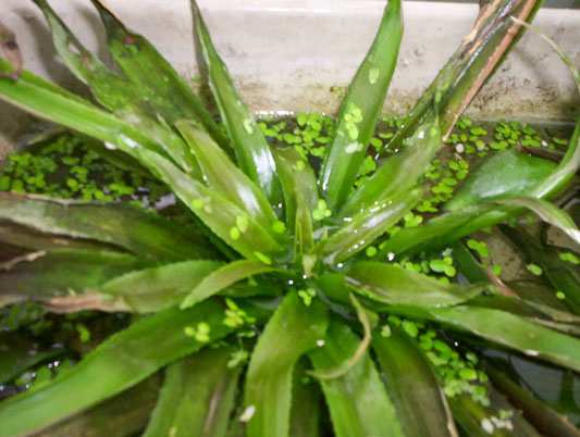 Klasa Liliopsida (= Monocotyledones) jednoliścienne Rząd Hydrocharitales -żabiściekowce Rośliny typowo wodne, pływające na powierzchni albo całkowicie