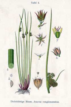 Klasa Liliopsida (= Monocotyledones) jednoliścienne Rząd Juncales - sitowce Ok. 400 gat.
