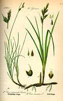 Klasa Liliopsida (= Monocotyledones) jednoliścienne Rząd Cyperales - ciborowce Ok. 3800 gat.