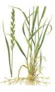 Klasa Liliopsida (= Monocotyledones) jednoliścienne Rząd Poales - trawowce Jedna rodzina traw (Poaceae = Gramineae) ok. 11 000 gat.; rośliny zielne wieloletnie lub jednoroczne.