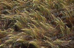 Pszenżyto - Tritisecale Owies Avena