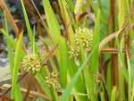 Klasa Liliopsida (= Monocotyledones) jednoliścienne Rząd Typhales - pałkowce Rośliny zielne, błotne lub nadbrzeżne.