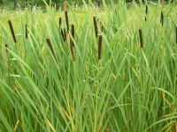 W rodzinie pałkowatych (Typhaceae) kwiatostan pałkowaty; we florze polskiej pospolita pałka szerokolistna (Typha latifolia), zaś w