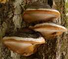 Podkrólestwo Mycobionta grzyby Gromada Eumycota grzyby właściwe Klasa Homobasidiomycetes podstawczaki pojedynczopodstawkowe Rząd Aphyllophorales (= Poriales) - bezblaszkowce Warstwa rodzajna