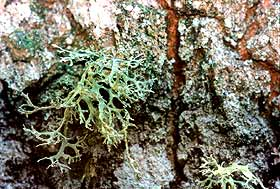 Podkrólestwo Mycobionta grzyby Gromada Lichenes porosty Klasy: Ascolichenes (porosty workowcowe) przeważająca