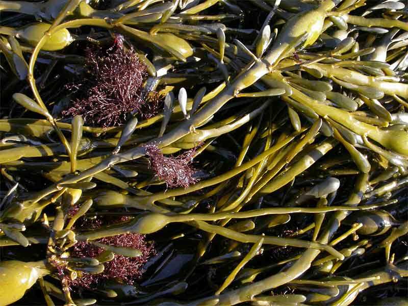 Królestwo Eukaryota jądrowe Podkrólestwo Phytobionta rośliny Gromada Phaeophyta brunatnice