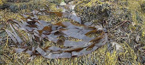 siliculosus ze sporangiami Listownica Laminaria cloustoni Ascophyllum nodosum z krasnorostem