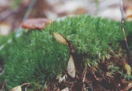Gromada Telomophyta - Rośliny telomowe Podgromada Bryophytina mszaki Klasa Bryopsida mchy Podklasa Bryidae prątniki (mchy właściwe, mchy liściaste) Ok.