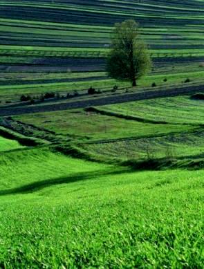 Prace scaleniowe wykonywane są przez dwa biura geodezji: Krakowskie Biuro Geodezji i