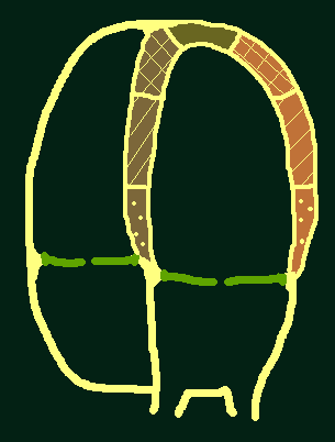 IVS ANT (INF-LAT) LEWA KOMORA ŚCIANY i