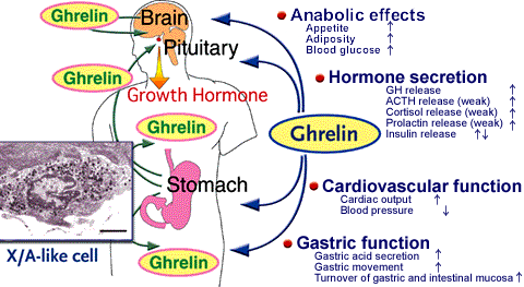 Grelina Jedyny znany obwodowy hormon oreksygeniczny Regulator poposiłkowej sytości (inicjator posiłku fizjologicznego) Dwojakie działanie: krótkoterminowe w