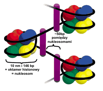 Nukleosom zbudowany jest z rdzenia białkowego, z około 147 bp DNA owiniętego wokół rdzenia oraz z 50 bp DNA łącznikowego Rdzeń składa się z dwóch kopii każdego z histonów H2A, H2B, H3 i H4 Poza