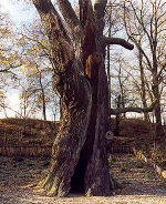 Z jego Ŝołędzi pochodzą sadzonki sadzone obecnie przez leśników w całej Polsce ku czci Jana Pawła II. Wiek 750 lat, Wysokość 29 m, Obwód 992 cm na wysokości 1,3 m.