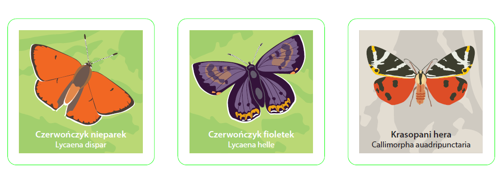 wykonanie szeregu działań dotyczących edukacji ekologicznej, w tym wydanie folderu opisującego walory opolskich rezerwatów przyrody, kompletu broszur poświęconych wybranym,