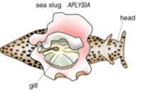 Swoje podstawowe badania wykonywał na prostym modelu - neuronach ślimaka morskiego Aplysia.