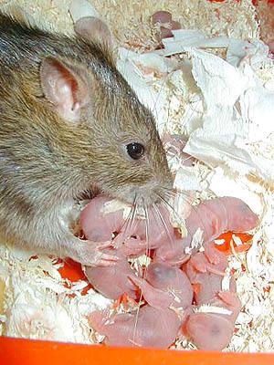 Stres wczesnodziecięcy Wylizywanie młodych szczurów przez matkę osłabia ich reakcję na późniejszy