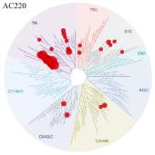 Kluczowe projekty Segmentu Innowacyjnego SEL24 (2/2) SEL24 inhibitor Pim/FLT3 z zastosowaniem w ostrej białaczce szpikowej (AML) Potencjalnie najlepszy w kategorii inhibitor Pim i pierwszy w