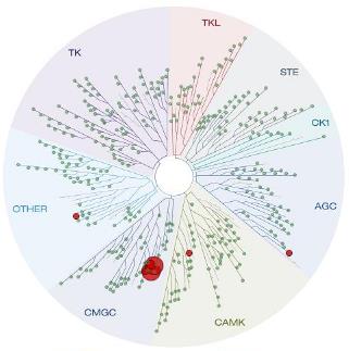 Kluczowe projekty Segmentu Innowacyjnego SEL120 (3/3) SEL120 inhibitor CDK8 z zastosowaniem w nowotworach jelita grubego i piersi Potencjalny lek pierwszy w kategorii (first-in-class) Potwierdzony